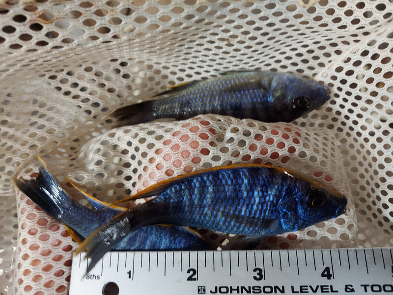 PAIR YELLOW BLAZE AFRICAN CICHLID 3.5 TO 4" (MALE & FEMALE) Otopharynx Lithobates (Zimbawe Rock)