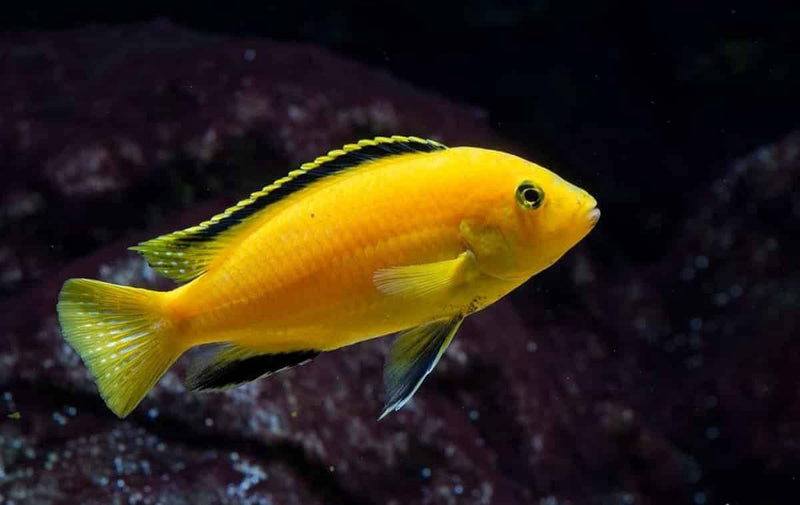 BEAUTFUL ELECTRIC YELLOW LAB CICHLID UNSEXED 1.5" (Labidochromis caeruleus)
