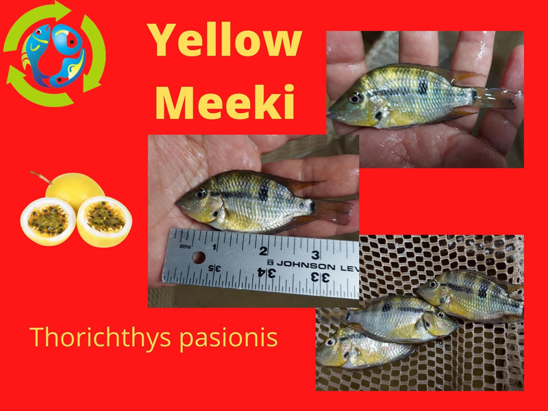 Yellow Meeki (Thorichthys pasionis ) 2.5 to 3 inches