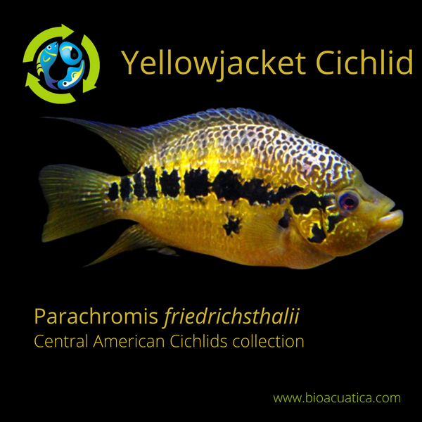 GREAT YELLOWJACKET CICHLID 3 INCHES UNSEXED (Parachromis friedrichsthalii)