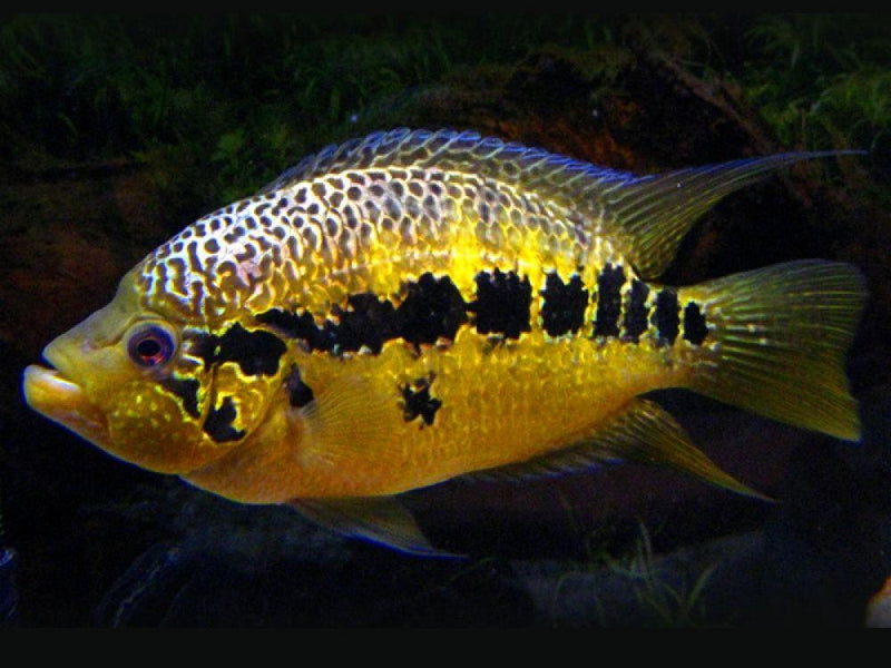 GREAT YELLOWJACKET CICHLID 3 INCHES UNSEXED (Parachromis friedrichsthalii)