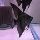 BEAUTIFUL BLACK ANGELFISH CICHLID DOLLAR PLUS BODY SIZE (Pterophyllum scalare)