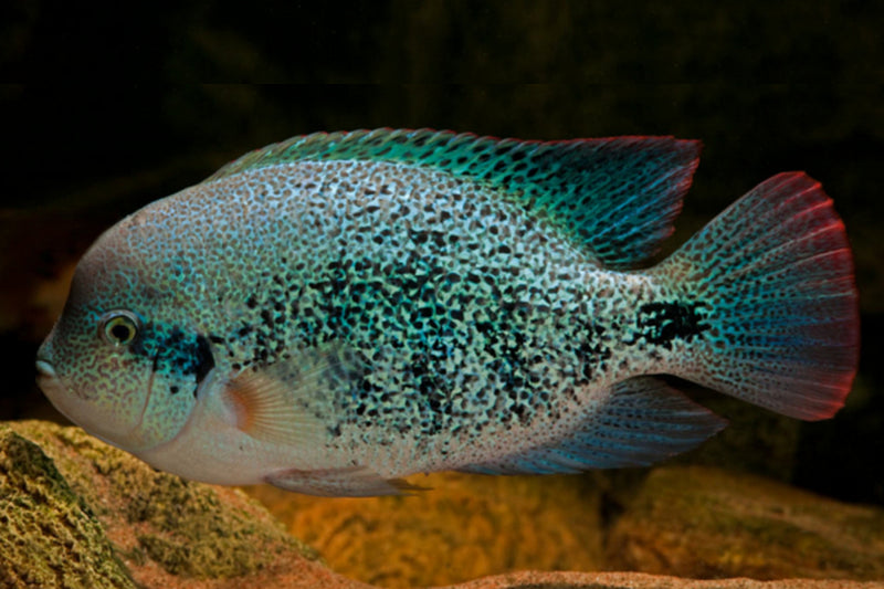 OUTSTANDING OAXACA CICHLID 1.5 to 2 INCHES   (Vieja zonatus)