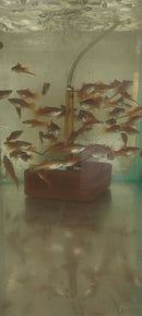 3 GORGEOUS NEON SWORDTAIL 1 MALE 2 FEMALE (Xiphophorus hellerii)