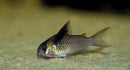 3 SPOTTED CORY XL 1.5" TO 2"  (Corydoras Melanistius)