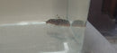GREAT SYNODONTIS ANGELICUS CATFISH 2.25 TO 2.5 INCHES (Synodontis angelicus)