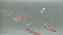 5 CUTE GOLD WHITE CLOUD MOUNTAIN MINNOW  (Tanichthys albonubes)