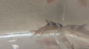 3 SPOTTED CORY XL 1.5" TO 2"  (Corydoras Melanistius)