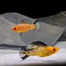 5 CREAMSICLE DALMATIAN MOLLY LARGE