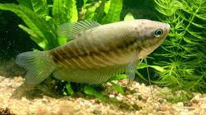 OUTSTANDING SNAKESKIN GOURAMI 2.5 TO 3 INCHES (Trichopodus pectoralis)