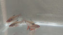 5 RED TETRA SERPAE/ RED MINOR SMALL (Hyphessobrycon eques)