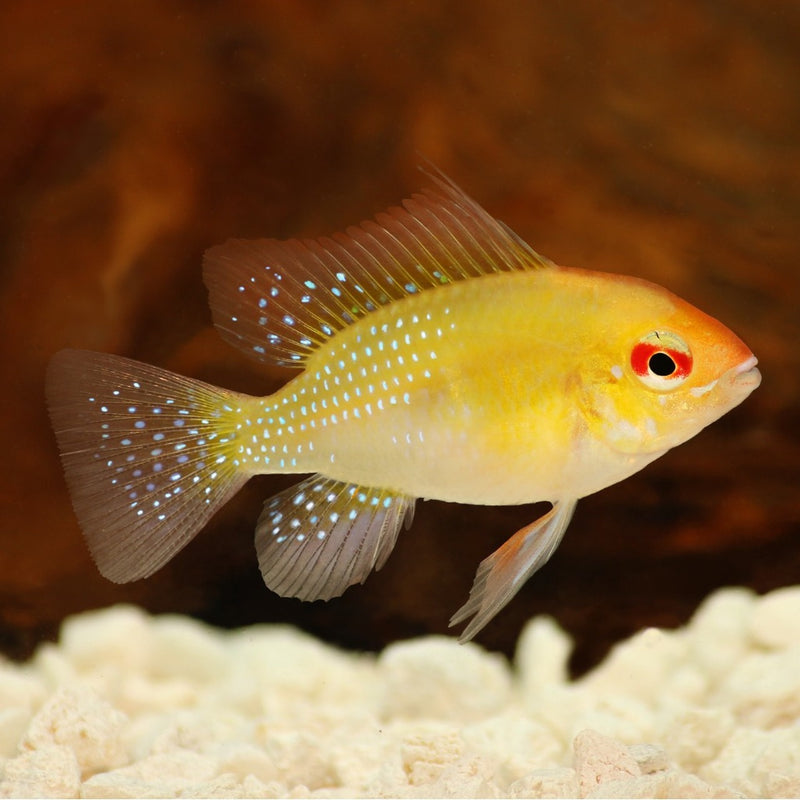 BEAUTIFUL GOLD RAM 1 TO 1.5 INCHES (Mikrogeophagus ramirezi) UNSEXED