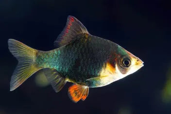 3 GREEN TIGER BARB SMALL UNSEXED (Puntius tetrazona)