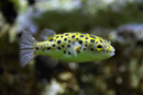 LEOPARD PUFFER (Tetraodon Nigroviridis) 1.5 Inch