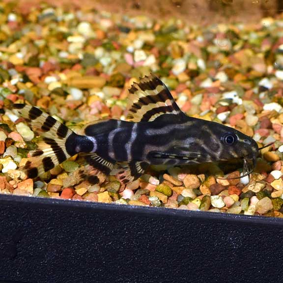 SYNODONTIS ANGELICUS X EUPTERUS 1 inches