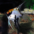 CUTE KOI ANGELFISH NICKEL BODY SIZE