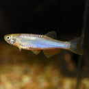 6 CHEERFUL PEARL DANIO (Brachydanio albolineatus)