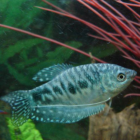 2  OPALINE GOURAMI 2" WONDERFUL ANABANTOIDS