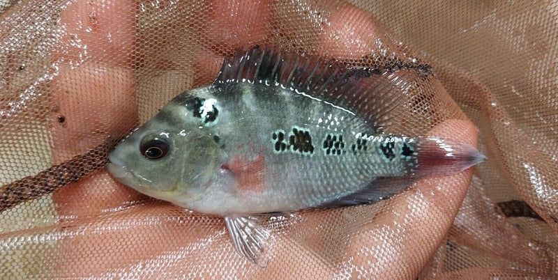 RED DRAGON FLOWERHORN CICHLID 3" LIKELY MALE