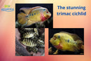 STUNNING GOLD TRIMAC CICHLID 1.5 to 2" UNSEXED (Cichlasoma Trimaculatum)