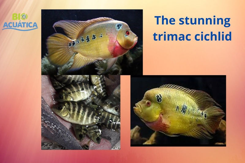 F1 STUNNING GOLD TRIMAC CICHLID 1.5" (Cichlasoma trimaculatum) VERY RARE
