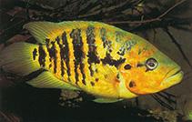YELLOWJACKET CICHLID 1.5 to 2 INCHES UNSEXED (Parachromis friedrichsthalii)