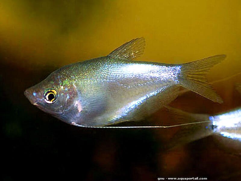 2 GORGEOUS MOONLIGHT GOURAMI 2 to 2.5 INCHES (Trichogaster microlepis)